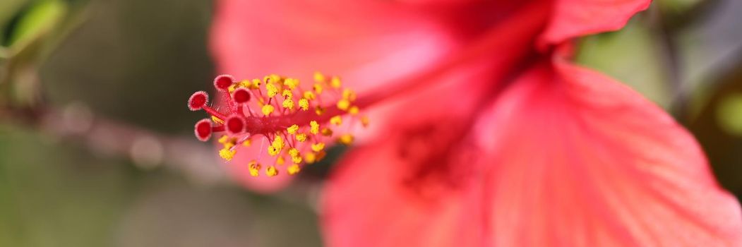 Closeup of beautiful red large flower with pistil. Beautiful nature concept