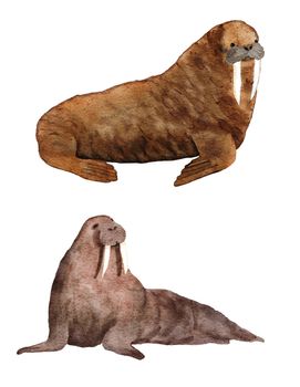 Watercolor hadn drawn illustration of atlantic walrus, endangered sea ocean species. Marine mammal wildlife, north polar animal, brown fur. Underwater creature ecology environment