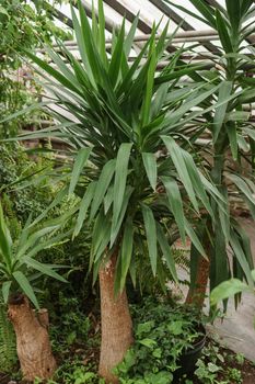 Greenhouse with a large variety of green plants. The concept of planting crops in spring.