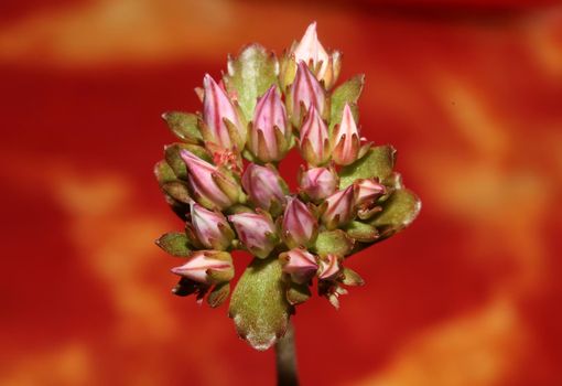 Wild rock flower blossom close up sedum spurium family crassulaceae modern botanical big size prints high quality floral macro