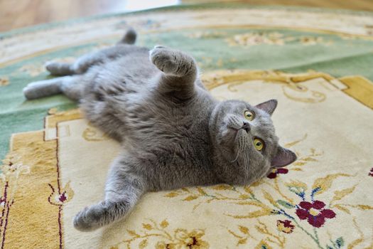 Beautiful gray british cat lying on the carpet at home.