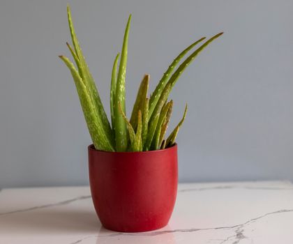 Aloe vera ina red ceramic pot with copy space