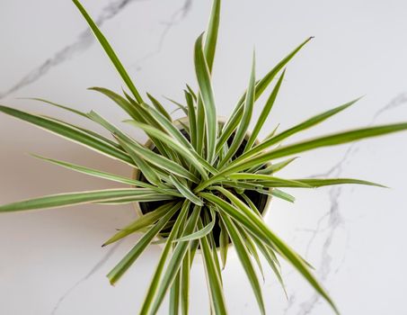 High angel view of Spider grass plant