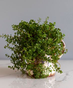 Soleirolia soleirolii baby tears plant in decorative pot