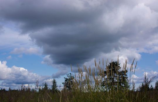 Landscape with dramatic sky and unripe wheat field at rainy summer season. Dirt road with dark storm clouds