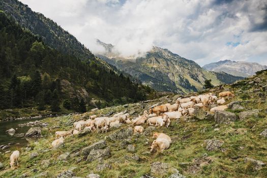 Cows with bells around their necks graze high in the mountains in the Pyrenees, France