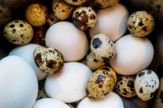 background of quail spotted and chicken white eggs in a saucepan. Quail eggs on white dish, There are many sizes and patterns are different.