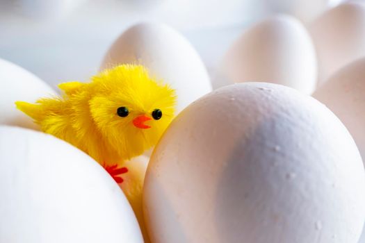 Boiled egg chickens in egg box. Easter decor - a small yellow chicken stands in a cassette in the middle of white chicken eggs