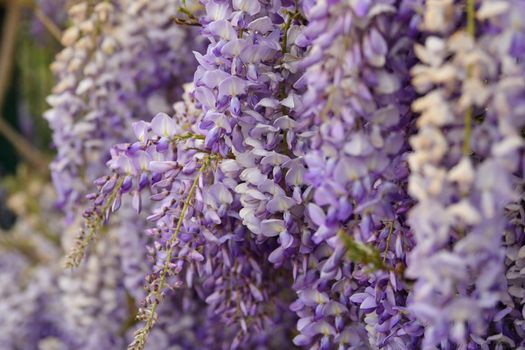 Blooming purple wisteria in spring