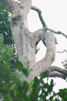 Great Slaty Woodpecker nests on large trees to forage and burrow.