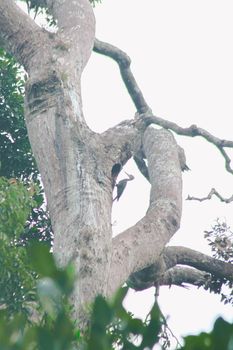 Great Slaty Woodpecker nests on large trees to forage and burrow.