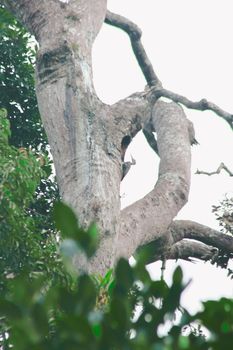 Great Slaty Woodpecker nests on large trees to forage and burrow.