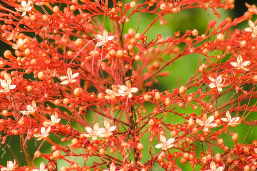 Clerodendrum paniculatum flowers are red or orange. Inflorescences are tiered or oval-like. herbaceous There are medium-sized bushes.

