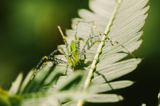 Small green spiders lurk on the leaves waiting to trap their prey.







