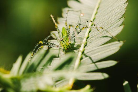 Small green spiders lurk on the leaves waiting to trap their prey.







