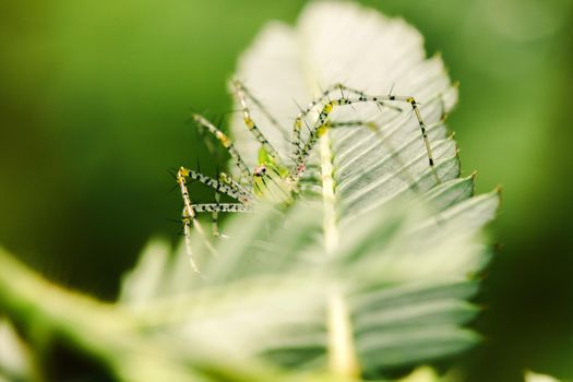 Small green spiders lurk on the leaves waiting to trap their prey.







