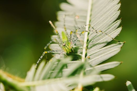 Small green spiders lurk on the leaves waiting to trap their prey.







