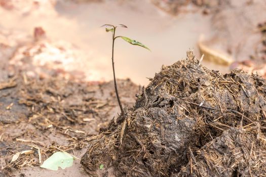 Elephant dung is a sapling that grows from an elephant's stalk.







