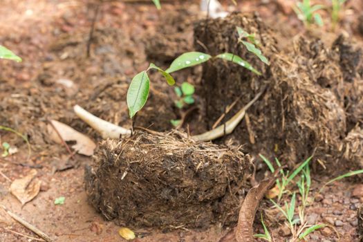 Elephant dung is a sapling that grows from an elephant's stalk.







