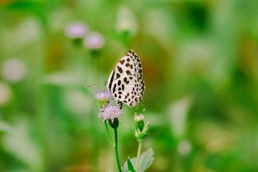 Castalius rosimon, common name Common Pierrot, has a color on the fuselage of the upper wings with black spots on the white ground.













