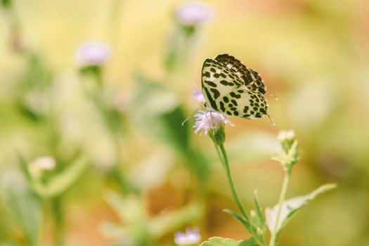 Castalius rosimon, common name Common Pierrot, has a color on the fuselage of the upper wings with black spots on the white ground.













