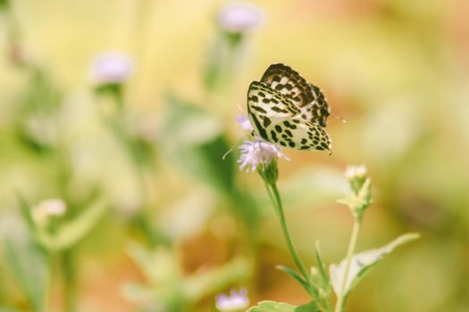 Castalius rosimon, common name Common Pierrot, has a color on the fuselage of the upper wings with black spots on the white ground.













