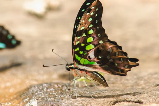 Graphium arycles Boisduval, Spotted Jay Appearance: Light green streaks and stripes across both wings.

