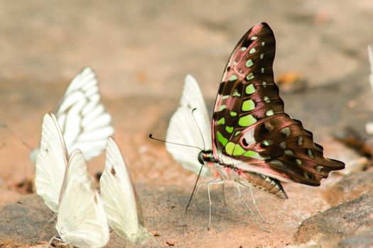 Graphium arycles Boisduval, Spotted Jay Appearance: Light green streaks and stripes across both wings.

