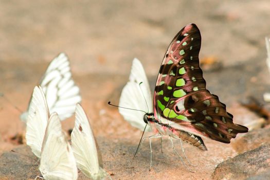 Graphium arycles Boisduval, Spotted Jay Appearance: Light green streaks and stripes across both wings.

