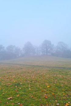 A foggy autumn morning in a park or forest