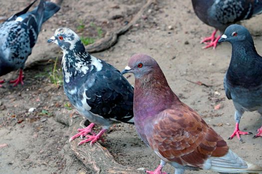 Close-up of beautiful pigeons in a park in the city
