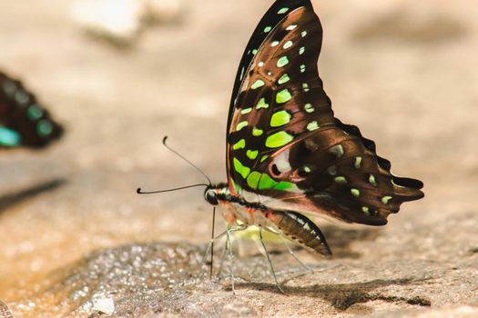 Graphium arycles Boisduval, Spotted Jay Appearance: Light green streaks and stripes across both wings.

