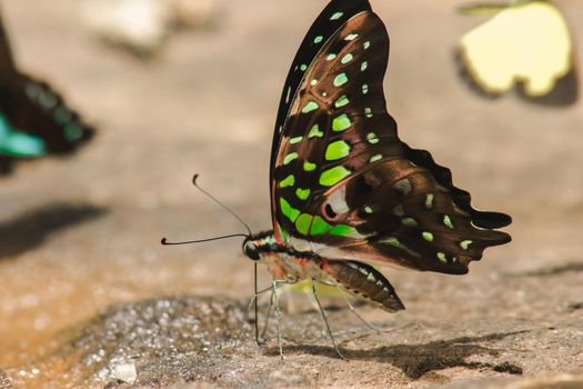 Graphium arycles Boisduval, Spotted Jay Appearance: Light green streaks and stripes across both wings.

