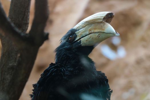 Hornbills are a family of birds from the order of the same name. The bird sits on a tree branch