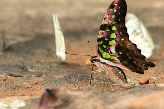 Graphium arycles Boisduval, Spotted Jay Appearance: Light green streaks and stripes across both wings.

