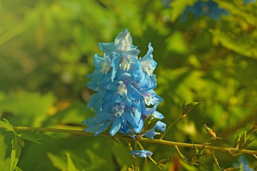 A blooming blue flower in the park on a sunny day