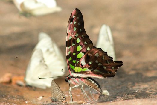 Graphium arycles Boisduval, Spotted Jay Appearance: Light green streaks and stripes across both wings.

