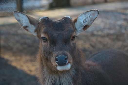 Close-up of a beautiful deer in the woods. Wildlife