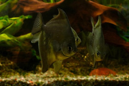 Close-up on a swimming fish - Striped damselfish