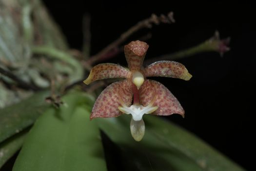 A tiny purple orchid is blooming with a bouquet of white stamens in the petals.

