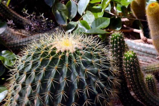 Close-up of cacti in large needles. Home flowers