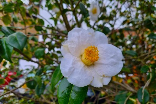 Close-up of a blooming white flower in the park in the spring