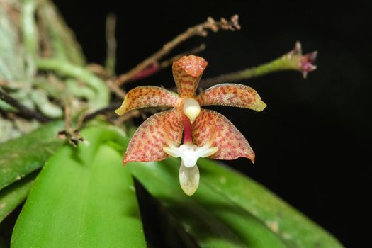 A tiny purple orchid is blooming with a bouquet of white stamens in the petals.

