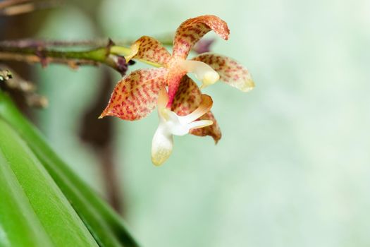 A tiny purple orchid is blooming with a bouquet of white stamens in the petals.

