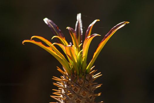 New leaves of the Mdagascar Palm (Pachypodium lamerei) om a dark background