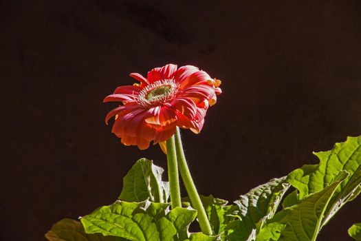 Close-up image of the flower of an orange hybrid of Gerbera jamesonii