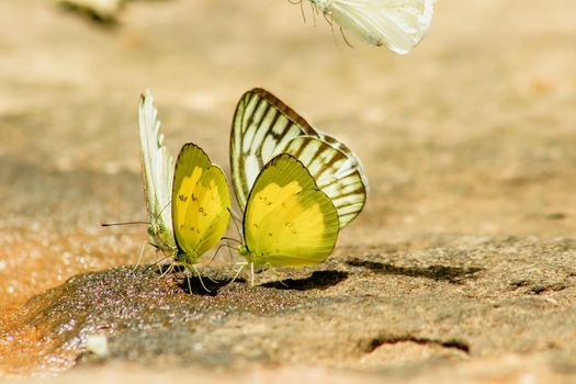 Eurema simulatrix sarinoides, a yellow nymph in the family Pieridae, with yellow wings.

