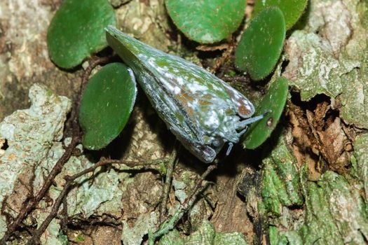 Flatid planthopper, or Moth bugs, wedge-shaped cicadas are small insects. An adult clings to a tree branch. The wings are opaque and are white.

  
