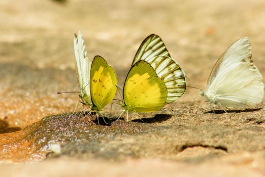 Eurema simulatrix sarinoides, a yellow nymph in the family Pieridae, with yellow wings.

