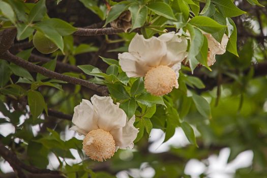 A single flower of the Baobab (Adansonia digitata)